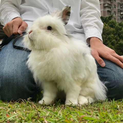 提供ppt版面服務的專家Kelp