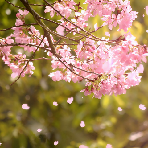 亦諾思 創意/兒童/攝影/照片後製處理 - 景觀攝影