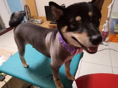 趴趴走寵物到府小幫手 - 工作室寵物美容服務
一天只服務一家庭的毛孩 
不收多量造成意外發生機率增加