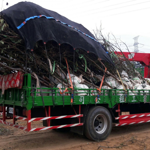 汏業工程有限公司 - 樹木載運服務