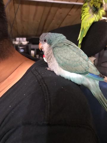 陳小姐 - 品種：和尚鸚鵡，名字寶寶，害羞內向，正在學發音，會說拜拜，唱歌也會一起哼，是皮皮的老婆，老公學什麼他就學什麼，但很安靜，親人