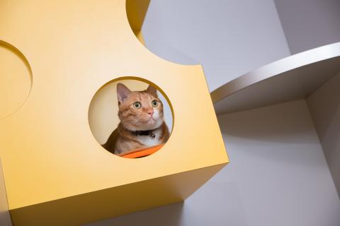 喵仔厝毛孩有限公司 - 