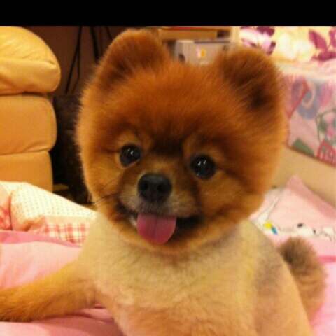 提供同步口譯服務的專家李佳頴