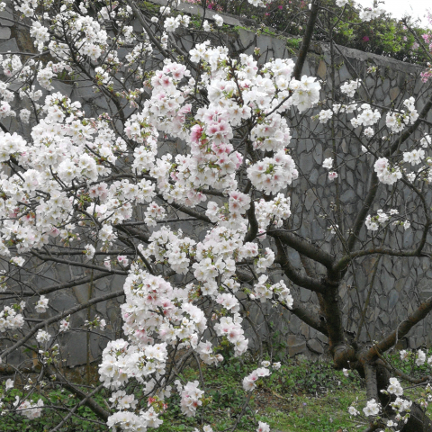 提供送機專車服務的專家朱誠