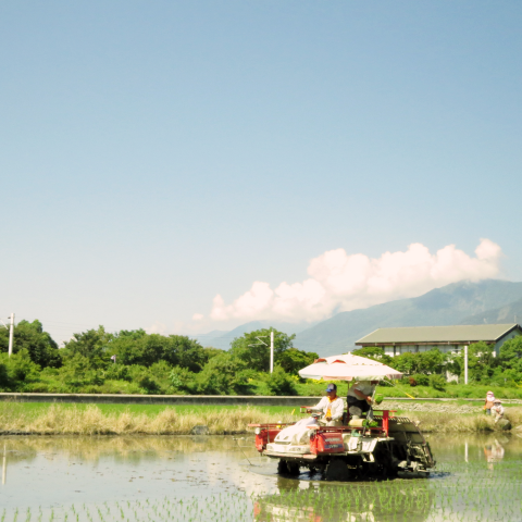 卓妙如 - 相關攝影作品

在台東住2個月，用我的視角所記錄的一切。
陽光灑向稻田，微風拂拂看著農人耕作。
-
如想觀看更完整作品可至以下連結了解!
https://drive.google.com/drive/folders/0B-C1VPaLznNsbmF3bTJzZHZSVDg?usp=sharing