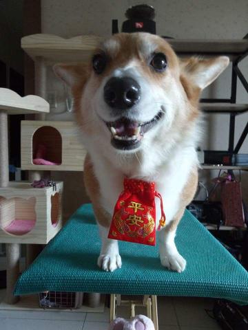 趴趴走寵物到府小幫手 - 工作室寵物美容服務
一天只服務一家庭的毛孩 
不收多量造成意外發生機率增加