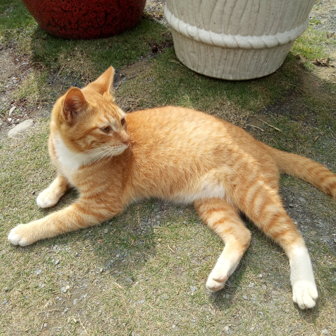 提供富邦棒球服務的專家富邦人壽