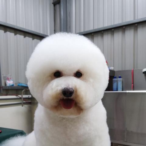 拉菲兒寵物美容能量館 - 