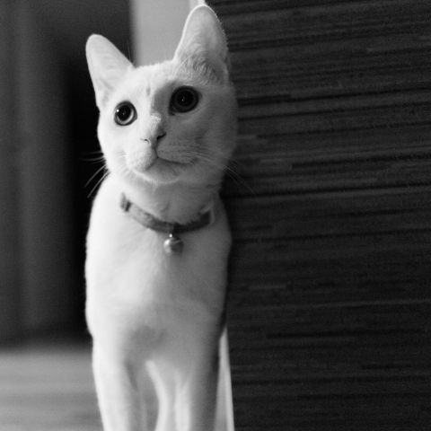 提供網拍model服務的專家林先生