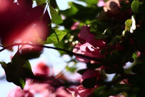 張岳文 - 景物照