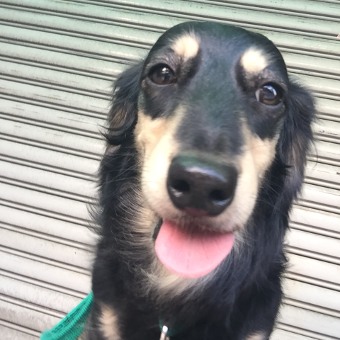 提供遛狗服務的專家邱泰源