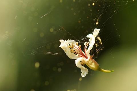 個人工作室 - 桃園大溪十一指步道油桐花