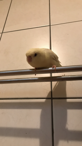 陳小姐 - 品種：橫斑鸚鵡，名字卡卡，個性好親人，會唱歌叫自己名字，最愛按摩跟洗澡