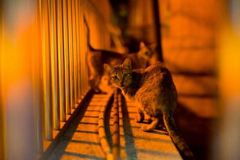 波波工作室 - 寵物寫真