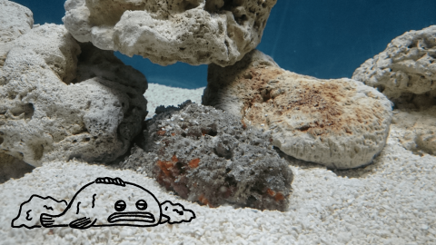 kayamushroom - 攝影、插圖、平面設計