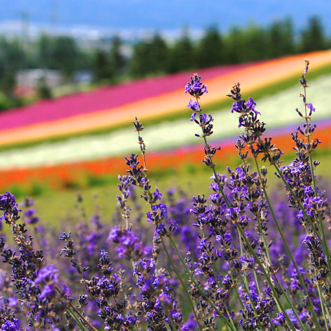 貝厚係社團 - 注意：如果以上的拍攝主題，你不能直出還要靠修圖，歡迎來找我，我教你攝影！！！
http://bocst.blogspot.tw/2011/08/blog-post_30.html
按照學員選的課程項目 累計加總的計費方式
日期時間依照學員的需求 設計課程