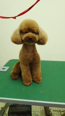 拉菲兒寵物美容能量館 - 