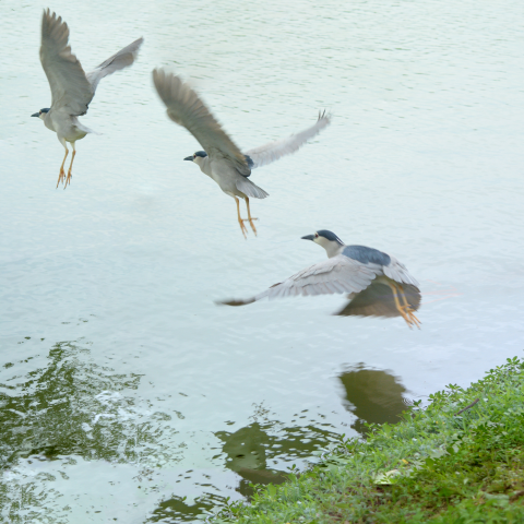 亦諾思 創意/兒童/攝影/照片後製處理 - 照片後製合成