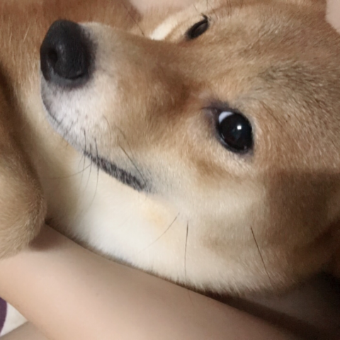 提供按讚攻擊服務的專家林依靜