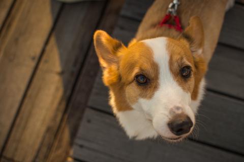 李秉哲 - 寵物攝影-狗