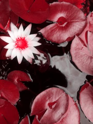 Yoko - 天地的美，就這樣奇腳踏車，才能拍到的風景，有些人是無法意會的，而我不是負能量，而是，知道我總愛好無奈和哀哀的？所以才說有些相片真的適合做追思集，而我真也會那些相關的