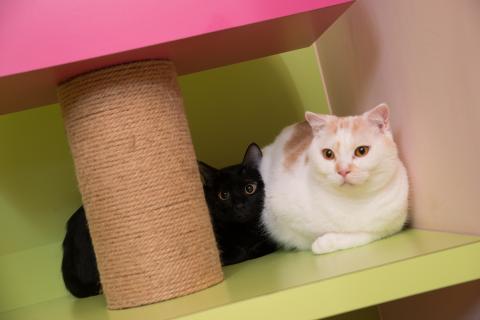 喵仔厝毛孩有限公司 - 