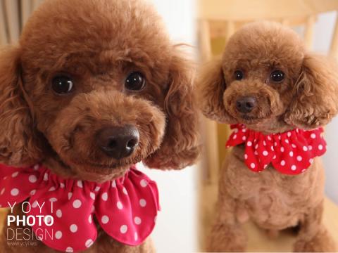 優奕數位科技 - 寵物攝影 優奕數位科技 - 寵物攝影