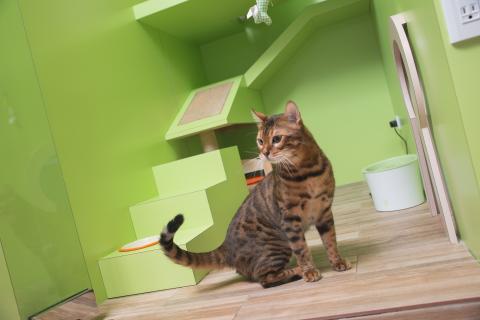 喵仔厝毛孩有限公司 - 