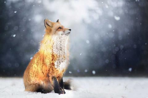 林攸穎 - 雪中之狼