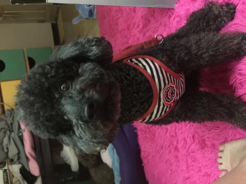 張緁希 - 家中有兩隻親狗的貴賓