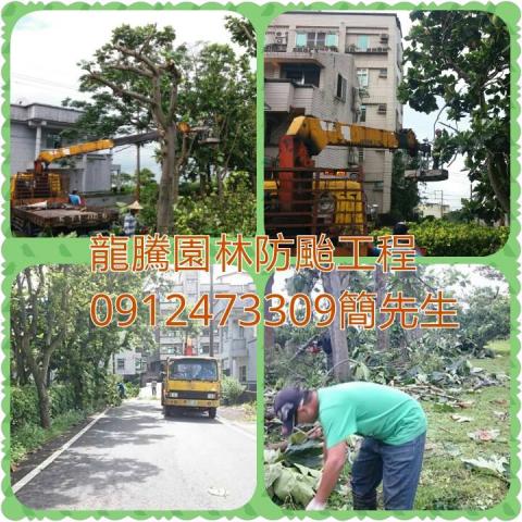 龍騰園林 - 臺風前后維護整理，大樹砍伐等工作