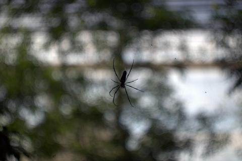 東台灣深度玩家自由行 - 生態攝影