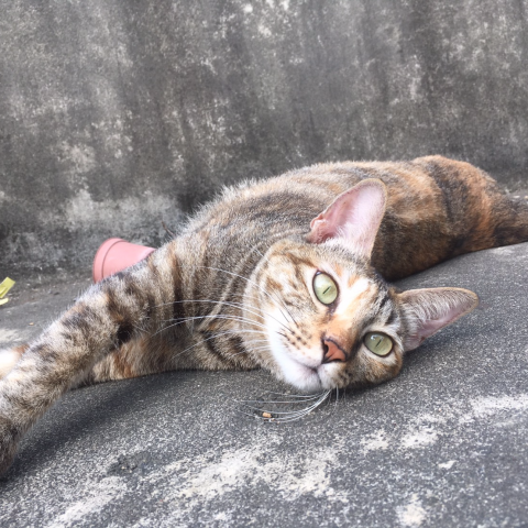 提供民宿服務的專家品