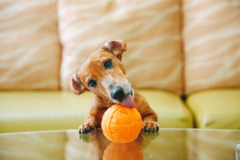 MR.mou毛先生寵物寫真 - 寵物寫真