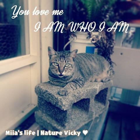 牧羊人創藝心靈工作室 - 》個人風格【玩攝影】
攝影＋圖文設計之我愛貓 