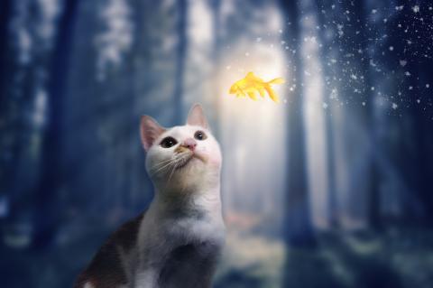 鄭欣怡 - 自我練習等去背多張圖片合成圖