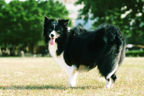 One Tail 犬攝影工作室 - 小乖 - 邊境牧羊