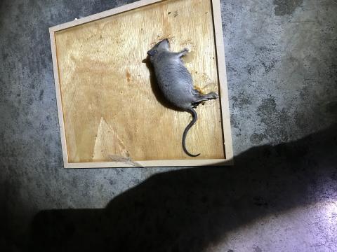 駿承專業除蟲有限公司 - 餐廳滅鼠