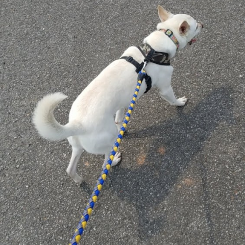 提供遛狗绳服務的專家騰騰遛狗