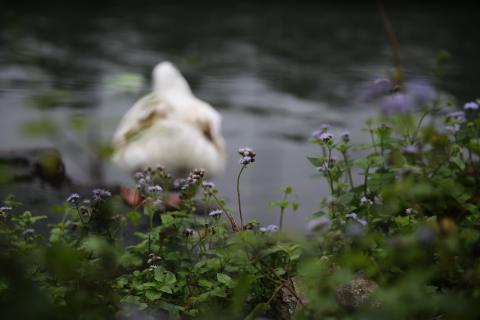 林凭儒 - 攝影
「鐵絲網裡的童話」