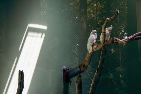 荒島有鹿影像工作室 - 專題攝影『劇場』
動物們在人造場域中，是否真獲得歸屬？我們自私的創建自己的立場，合理化一種禁錮行為，天真的以為複製了動物們的歸屬，卻也不過只是一個人造劇場，這是人習慣用至上的觀點看待其他物種的證據。
2015 全國美展攝影類金牌 於國立台灣美術館展出