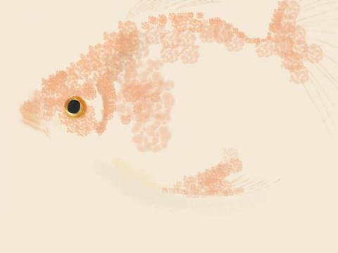 玩食視覺 - 圖章金魚