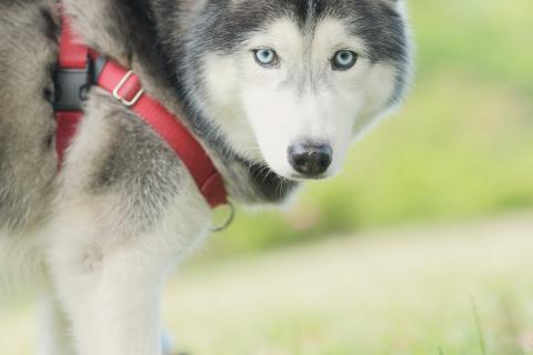 One Tail 犬攝影工作室 - Party - 哈士奇