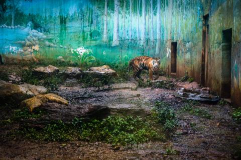 荒島有鹿影像工作室 - 專題攝影『劇場』
動物們在人造場域中，是否真獲得歸屬？我們自私的創建自己的立場，合理化一種禁錮行為，天真的以為複製了動物們的歸屬，卻也不過只是一個人造劇場，這是人習慣用至上的觀點看待其他物種的證據。
2015 全國美展攝影類金牌 於國立台灣美術館展出