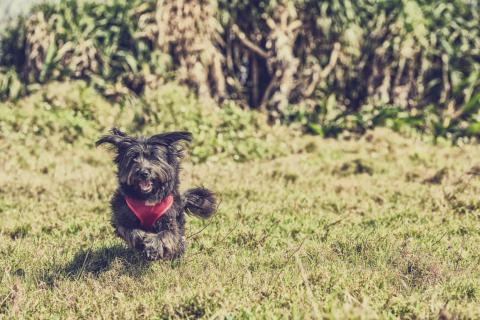 元寶洗澡堂 - 寵物攝影
