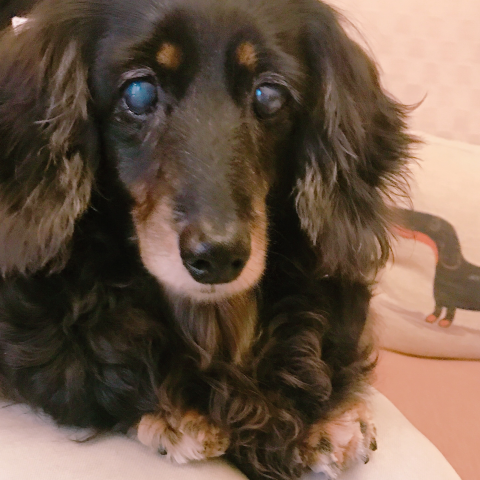 提供zbrush教学服務的專家Yummi&rsquo;s Art