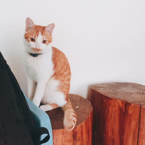 提供煮飯服務的專家Sammi