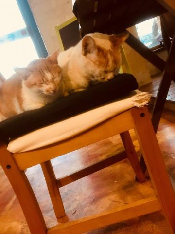 禾璇 - 可愛動物?