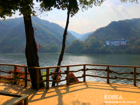 一隻小蜜蜂 - Korea - 南怡島，2018.10.15  / photographer by PEI-LING,WENG