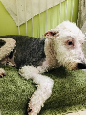 艾樂美 - ⭐️後腳不舒服的狗洗澡，準備要吹毛